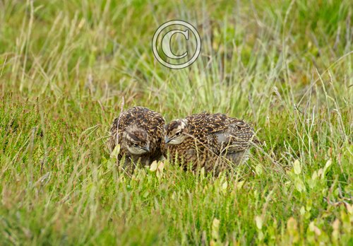  Red Grouse Chicks DM2070